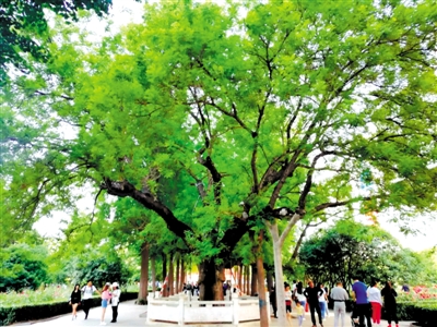 郑州人民公园国槐成功入围全国30个“镇园植宝”